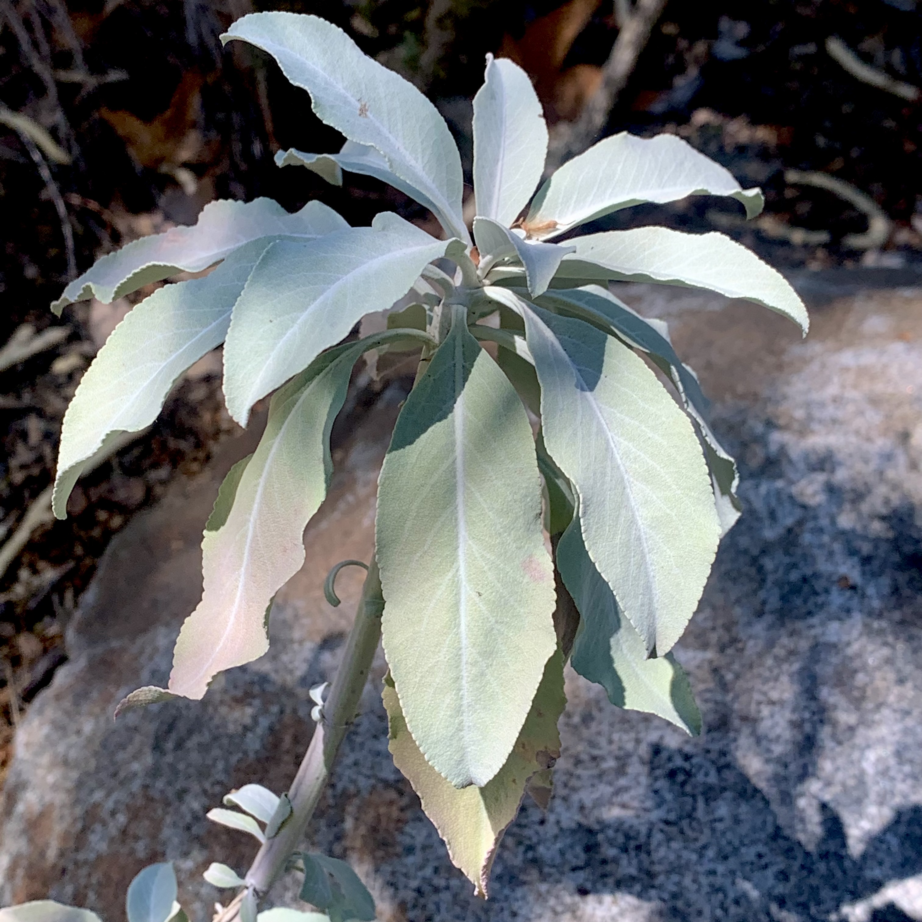 Salvia apiana